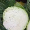 Капуста белокочанная