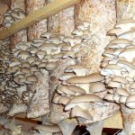 Гриб Вешенка