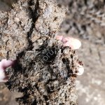 Торф низинный