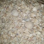 Ракушка кормовая