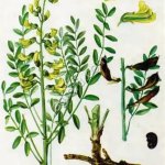 КОРЕНЬ СОФОРЫ ЖЕЛТЕЮЩЕЙ