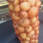 свежий лук репчатый