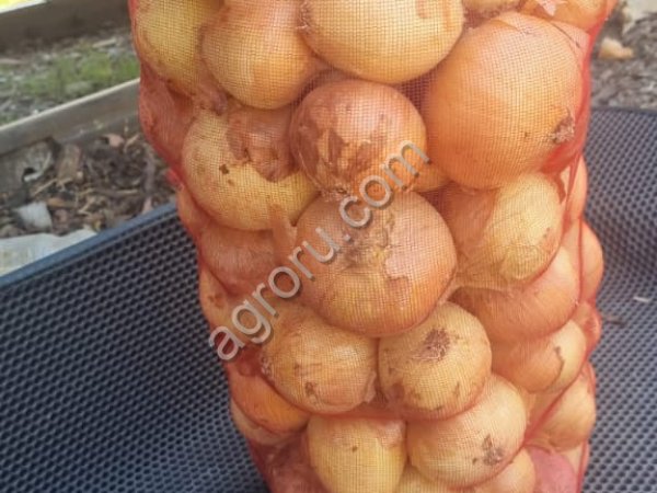 свежий лук репчатый