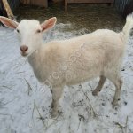 КОЗЫ ЗААНЕНСКИЕ ПЛЕМЕННЫЕ