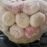 Чеснок молодой