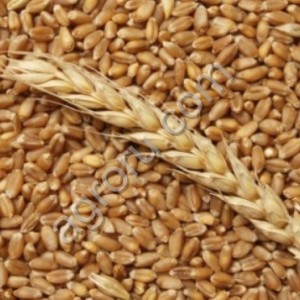 Пшеница класс