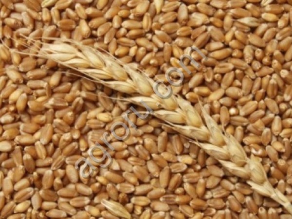 Пшеница 5 класс
