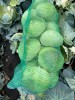 Капуста от производителя