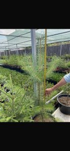 Хвойные саженцы