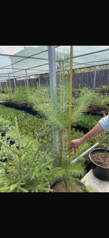 Хвойные саженцы