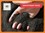 Ищем поставщиков рапса в Алтайском крае