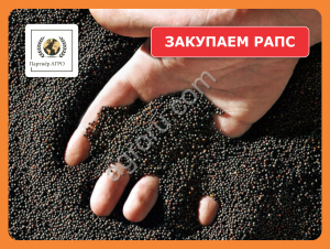 Ищем поставщиков рапса в Алтайском крае