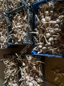 Чеснок размеры маленькие и средние