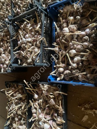 Чеснок размеры маленькие и средние