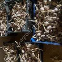 Чеснок размеры маленькие и средние