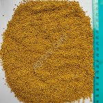 Горчица желтая