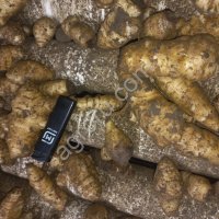 Клубни топинамбура