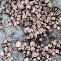 Чеснок любаша