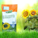 Семена подсолнечника гибриды НС Х 6343 Евролайтинг