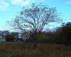Cемена маньчжурского ореха (seed Juglans mandshurica)