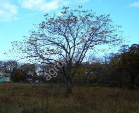Cемена маньчжурского ореха (seed Juglans mandshurica)