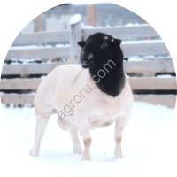 Баран породы Дорпер для разведения