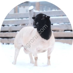 Баран породы Дорпер для разведения