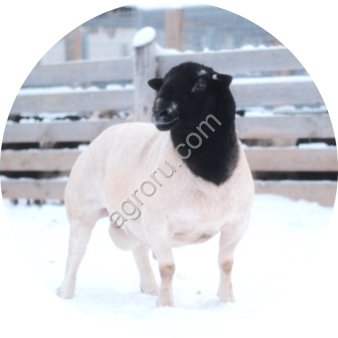 Баран породы Дорпер для разведения