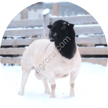 Баран породы Дорпер для разведения