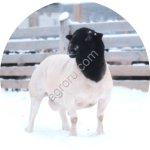 Баран породы Дорпер для разведения