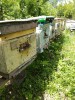 Пчелы, пчелопакеты в Курской области