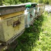 Пчелы, пчелопакеты в Курской области