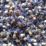 василёк цвет