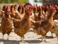 Куры несушки . Порода Браун Ник