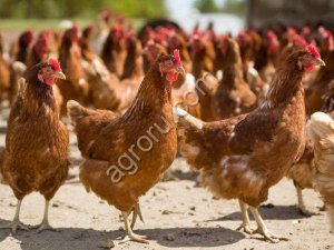 Куры несушки . Порода Браун Ник