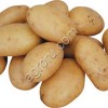 Семенной картофель