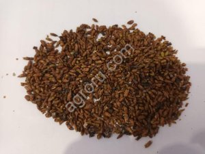 Почки березы