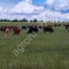 стадо КРС герефордской породы