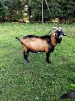 чешского чистокровного козла