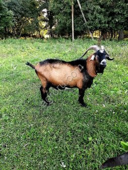 чешского чистокровного козла