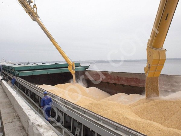 Кукуруза фуражная CIF