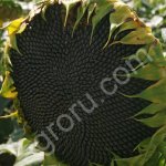 Семена гибридов подсолнечника импортного и отечественного производства