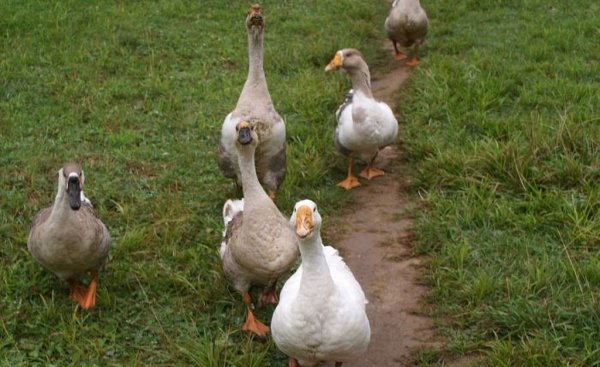 Породы гусей (Часть 3)