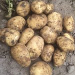 Картофель оптом