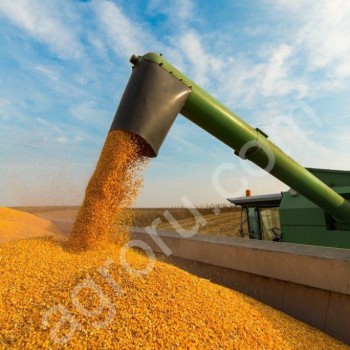 <span>кукуруза</span> желтая