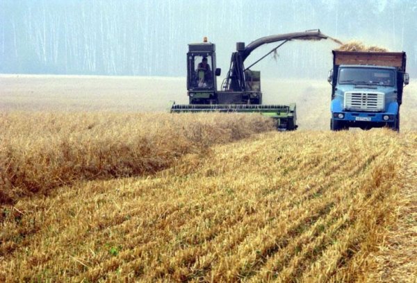 Минсельхоз: урожай зерна в России приблизится к рекорду 2014 года