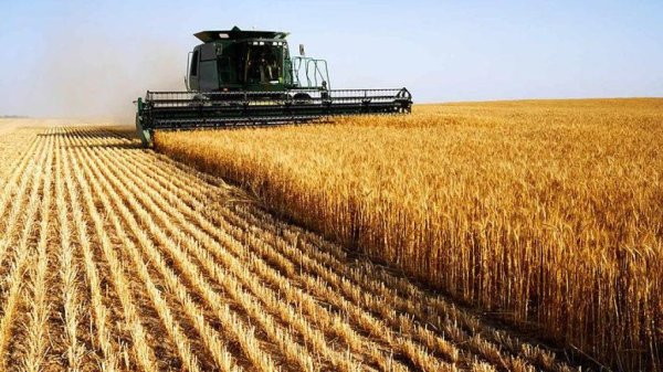 В 2016 году Россия может собрать зерна больше, чем прогнозирует Минсельхоз