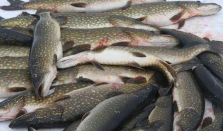 Сельдью по санкциям