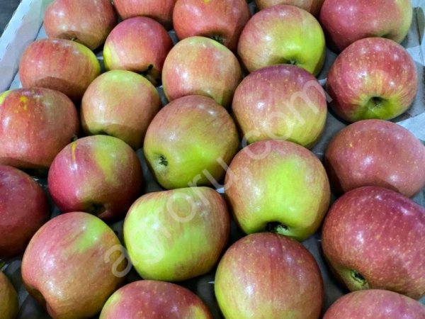 Яблоко Фуджи урожай 2020