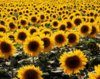 Перспективы мирового урожая подсолнечника в 2011/12 МГ улучшились